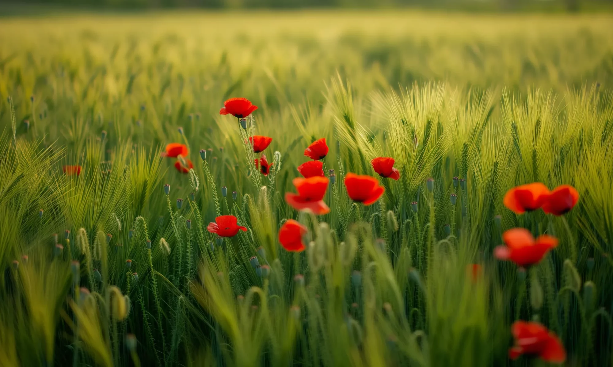Fields of green wheat dotted with red poppies © APREALMEDIA